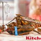 Image for article titled KitchenAid Unveils New Lobster Sedation Kit To Reduce Cruelty Of Boiling Them Alive